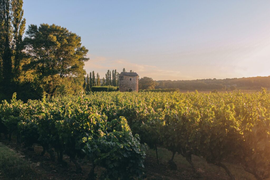 Vigne mulino provenza