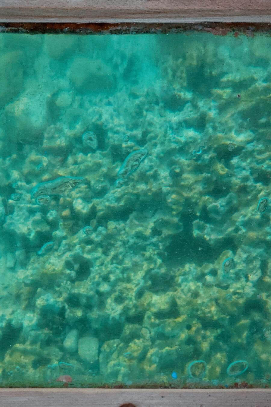 aqaba barriera corallina (1)