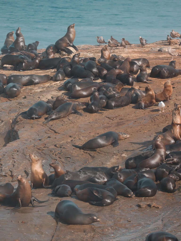 vedere le foche a san diego (1)